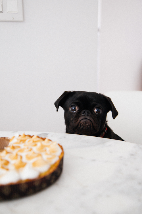 Pug_staring_at_a_pie-1