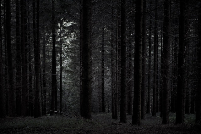 gloomy_forest